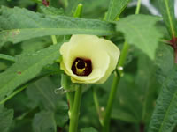 Abelmoschus moschatus